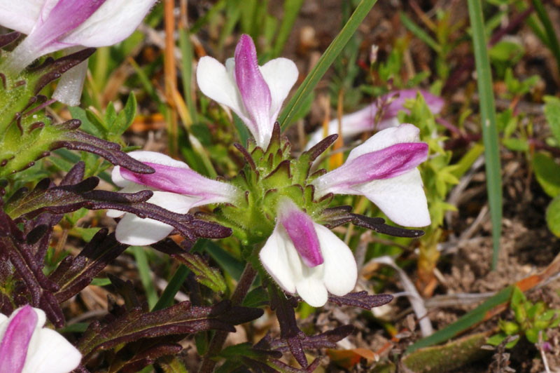 Bartsia trixago (= Bellardia trixago)